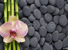 Fototapeta100 x 73  Gorgeous orchid and thin bamboo grove on pebbles, 100 x 73 cm