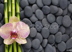 Fototapeta papír 160 x 116, 63600469 - Gorgeous orchid and thin bamboo grove on pebbles - Nádherná orchidej a tenká bambusová háj na oblázcích