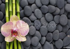 Fototapeta papr 184 x 128, 63600469 - Gorgeous orchid and thin bamboo grove on pebbles