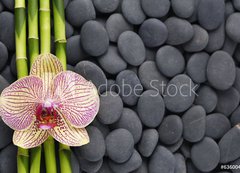 Fototapeta200 x 144  Gorgeous orchid and thin bamboo grove on pebbles, 200 x 144 cm