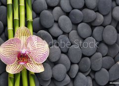Fototapeta papr 254 x 184, 63600469 - Gorgeous orchid and thin bamboo grove on pebbles