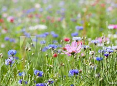 Samolepka flie 270 x 200, 64247730 - prairie fleurie - prrie fleurie