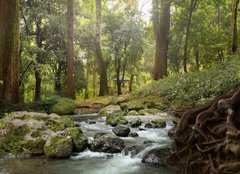 Fototapeta160 x 116  forest waterfall, 160 x 116 cm