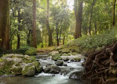 Samolepka flie 200 x 144, 64308418 - forest waterfall