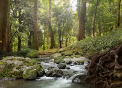 Fototapeta200 x 144  forest waterfall, 200 x 144 cm