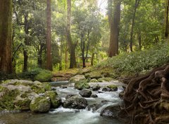 Fototapeta pltno 330 x 244, 64308418 - forest waterfall