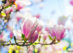 Samolepka flie 100 x 73, 64325812 - Beautiful blossoming magnolia tree in the spring time - Krsn kvetouc magnolia v jarnm obdob