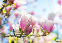 Samolepka flie 145 x 100, 64325812 - Beautiful blossoming magnolia tree in the spring time