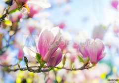 Fototapeta papr 184 x 128, 64325812 - Beautiful blossoming magnolia tree in the spring time - Krsn kvetouc magnolia v jarnm obdob