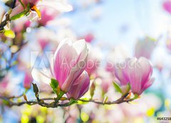 Fototapeta vliesov 200 x 144, 64325812 - Beautiful blossoming magnolia tree in the spring time - Krsn kvetouc magnolia v jarnm obdob