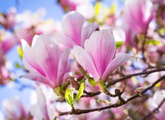 Samolepka flie 100 x 73, 64325849 - Beautiful blossoming magnolia tree in the spring time