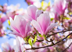 Fototapeta papr 160 x 116, 64325849 - Beautiful blossoming magnolia tree in the spring time