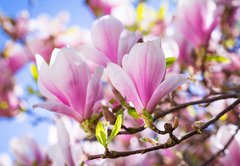 Fototapeta pltno 174 x 120, 64325849 - Beautiful blossoming magnolia tree in the spring time