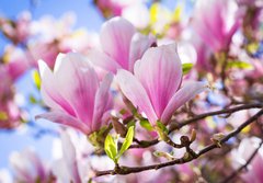 Fototapeta papr 184 x 128, 64325849 - Beautiful blossoming magnolia tree in the spring time