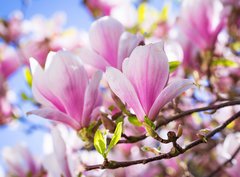 Fototapeta papr 360 x 266, 64325849 - Beautiful blossoming magnolia tree in the spring time