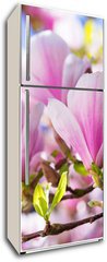 Samolepka na lednici flie 80 x 200, 64325849 - Beautiful blossoming magnolia tree in the spring time