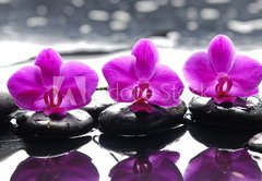 Fototapeta174 x 120  Three orchid flower and stones with reflection in water drops, 174 x 120 cm