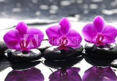 Fototapeta184 x 128  Three orchid flower and stones with reflection in water drops, 184 x 128 cm