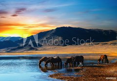 Samolepka flie 145 x 100, 6438532 - Herd of horses in mongolian wilderness