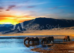 Fototapeta pltno 160 x 116, 6438532 - Herd of horses in mongolian wilderness