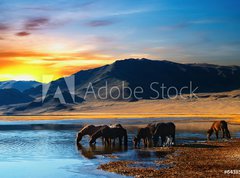 Samolepka flie 270 x 200  Herd of horses in mongolian wilderness, 270 x 200 cm