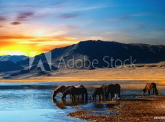 Fototapeta360 x 266  Herd of horses in mongolian wilderness, 360 x 266 cm