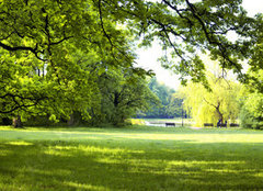 Fototapeta pltno 240 x 174, 64432379 - Lush forest - Sv les