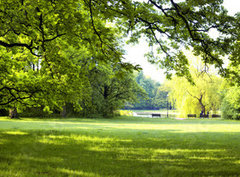 Fototapeta360 x 266  Lush forest, 360 x 266 cm