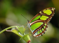 Samolepka flie 100 x 73  malachite on the plant, 100 x 73 cm