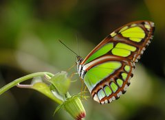 Fototapeta100 x 73  malachite on the plant, 100 x 73 cm