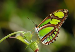 Fototapeta pltno 174 x 120, 6447568 - malachite on the plant