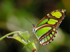 Fototapeta pltno 330 x 244, 6447568 - malachite on the plant - malachit na rostlin