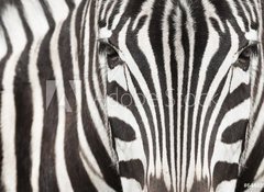 Fototapeta100 x 73  Close up of zebra head and body with beautiful striped pattern, 100 x 73 cm