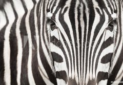 Fototapeta145 x 100  Close up of zebra head and body with beautiful striped pattern, 145 x 100 cm