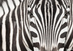 Fototapeta184 x 128  Close up of zebra head and body with beautiful striped pattern, 184 x 128 cm