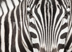 Fototapeta200 x 144  Close up of zebra head and body with beautiful striped pattern, 200 x 144 cm