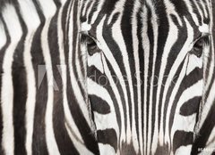 Fototapeta254 x 184  Close up of zebra head and body with beautiful striped pattern, 254 x 184 cm