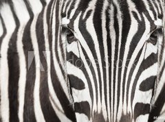 Samolepka flie 270 x 200, 64489568 - Close-up of zebra head and body with beautiful striped pattern