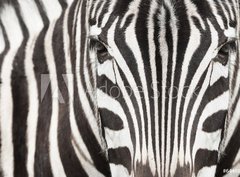 Fototapeta330 x 244  Close up of zebra head and body with beautiful striped pattern, 330 x 244 cm