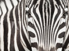 Fototapeta360 x 266  Close up of zebra head and body with beautiful striped pattern, 360 x 266 cm