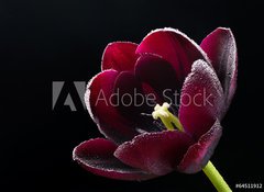 Samolepka flie 100 x 73, 64511912 - Wet purple-black tulip. - Mokr fialov