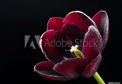 Fototapeta174 x 120  Wet purple black tulip., 174 x 120 cm