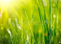 Samolepka flie 100 x 73, 64529085 - Fresh green grass with dew drops closeup. Soft Focus