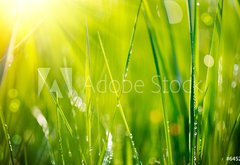 Samolepka flie 145 x 100, 64529085 - Fresh green grass with dew drops closeup. Soft Focus