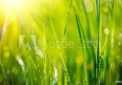 Fototapeta papr 184 x 128, 64529085 - Fresh green grass with dew drops closeup. Soft Focus