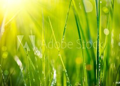 Samolepka flie 200 x 144, 64529085 - Fresh green grass with dew drops closeup. Soft Focus