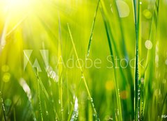 Fototapeta pltno 240 x 174, 64529085 - Fresh green grass with dew drops closeup. Soft Focus