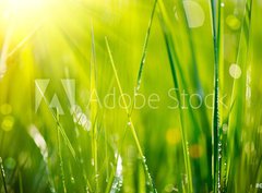 Fototapeta pltno 330 x 244, 64529085 - Fresh green grass with dew drops closeup. Soft Focus