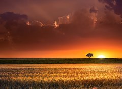 Fototapeta vliesov 100 x 73, 64566534 - Sunset in the agricultural areas - Zpad slunce v zemdlskch oblastech