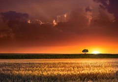 Fototapeta pltno 174 x 120, 64566534 - Sunset in the agricultural areas